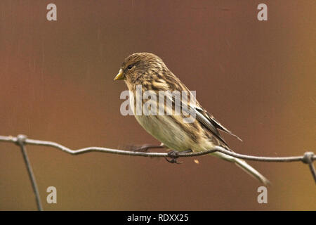 Twite (Carduelis flavirostris), appollaiato su un recinto di filo sotto la pioggia, Continentale, Shetland, Scotland, Regno Unito. Foto Stock