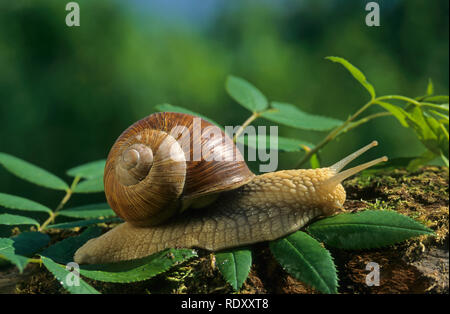 Weinbergschnecke, Weinberg-Schnecke, Helix pomatia, Romana lumaca, escargot, escargot lumaca, commestibili, lumaca lumaca Apple, grapevine lumaca, Vigna lumaca, Foto Stock