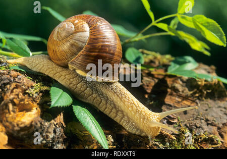 Weinbergschnecke, Weinberg-Schnecke, Helix pomatia, Romana lumaca, escargot, escargot lumaca, commestibili, lumaca lumaca Apple, grapevine lumaca, Vigna lumaca, Foto Stock