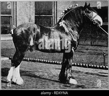 . Gli elementi fondamentali delle scorte vive a giudicare e selezione . Bestiame. 124 giudicare progetto di cavalli. Fig. 35.-stallone Clydesdale.. Si prega di notare che queste immagini vengono estratte dalla pagina sottoposta a scansione di immagini che possono essere state migliorate digitalmente per la leggibilità - Colorazione e aspetto di queste illustrazioni potrebbero non perfettamente assomigliano al lavoro originale. Curtis, Robert Seth, 1881-. Philadelphia ; New York : Lea &AMP; Febiger Foto Stock