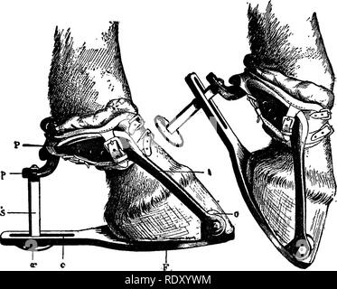 . Un trattato di terapie chirurgiche di animali domestici. Chirurgia veterinaria; Therapeutics, chirurgico. Le ferite. 291 scarpe erano applicati successivamente. L'animale è stato gradualmente restituito al suo lavoro. Quando entrambi i tendini sono tagliate il giunto fetlock deve essere supportato al fine di impedire la troppo ampia separazione di entrambe le estremità dei tendini. Per questo, come consigliato dal Bouley, si può utilizzare una calzatura con lunghi rami piegati verso l'alto e. si appoggia posteriormente sulla colonna falangea, e impedendo in tal modo la caduta del fetlock. Con questo mezzo il tendinea cicatrix è breve e il suo arretramento permette il ritorno alla normale o permanente Foto Stock