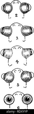 . Goldfish razze e altri pesci di acquario, la loro cura e la propagazione; una guida per acqua dolce e acquari marini, la loro fauna, flora e di gestione. Acquari; Goldfish. Razze GOLDFISH stand dai lati come se fossero increspato, e dando ai pesci un po' l'aspetto di essere coperto con cirripedi. Le scale sono embricati in modo non uniforme, in modo tale che essi appaiono un po' sparse, simili a quelli della carpa a specchio; sebbene essi coprono interamente il corpo del pesce. Il singolare aspetto di questi pesci ha portato gli allevatori americani supporre di essere malato, ma in seguito sono stati riconosciuti Foto Stock