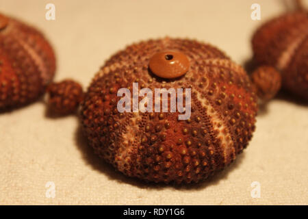 Handamde Collana fatta di materiali naturali (ricci di mare conchiglie) Foto Stock