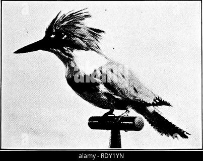 . Lo studio della natura e agricoltura. Lo studio della natura; l'agricoltura. Uccelli degli stati del Nord 301 tint, punta di coda con bianco ; sotto la voce parti bianco opaco. Il loro nido di bastoni è su alberi bassi o nel folto dei cespugli. I nostri due uccelli sono abbastanza simili in queste indicazioni. I punti di differenza sono menzionate sotto ciascuna specie. 387 Giallo-fatturati cuculo. Lunghezza 12 pollici. Le note di chiamata sono separate da pause e sono più dure rispetto a quelli della specie successiva. Ali visualizza marrone rossiccio, specialmente nel volo; sotto la mandibola è giallo tranne che in corrispondenza della punta; c'è molto nero sulla coda. M. E S.R. 388 nero-b Foto Stock