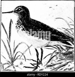 . Lo studio della natura e agricoltura. Lo studio della natura; l'agricoltura. 215 rampa di colore giallo. M. American Avocet Phalarope famiglia. - Piccoli trampolieri e uccelli di nuoto con gambe lunghe e lunghe e sottili biUs. Sulla riva appaiono come il piro-piro, ma hanno palmati i piedi come folaghe e svassi (" lobate ") e sono buoni nuotatori. Il maschio fa il nido e portelli dei giovani. La femmina fa il corteggiamento. Ella è la donna nuova in bird society. 223 Phalarope settentrionale. M. 224 Wilson Phalarope. S.R. Stilt famiglia. - Le gambe sono estremamente lunghi, suggerendo palafitte; le fatture sono lunghi e sottili e sono piegate verso l'alto. Essi f Foto Stock