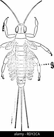 . Lezioni di studio della natura. Lo studio della natura. Pietra di giovani- Fig. "3. Giovani Ma}' fly; ^, f^lls. Si prega di notare che queste immagini vengono estratte dalla pagina sottoposta a scansione di immagini che possono essere state migliorate digitalmente per la leggibilità - Colorazione e aspetto di queste illustrazioni potrebbero non perfettamente assomigliano al lavoro originale. Jenkins, Oliver Peebles; Kellogg, Vernon L. (Vernon Lyman), 1867-1937. joint autore. San Francisco, Whitaker &AMP; Ray Company Foto Stock