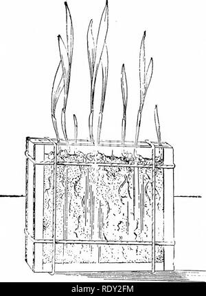 . Lezioni di studio della natura. Lo studio della natura. Semi 23. Figura:. 8. Le sementi crescente tra le lastre di vetro per mostrare la crescita di radice, root-peli e punte di radici. consigliato, ma hanno un certo numero di forme piantate. Sarebbe un bene per gli studenti di utilizzare molti dei semi raccolti durante le lezioni sulla distribuzione di sementi, consentendo loro di selezionare come}' scegliere. Tra il numero che sarebbe bene avere squash o zucca, fagiolo, pisello ravanello, frumento, mais, acorn e pinoli. Questo elenco dovrà garantire avente semi ol di buone dimensioni, e quelli che si comportano in modo diverso in germinazione. Spiegare il modo in cui i semi sono da pianificare Foto Stock