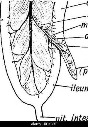 . Embriologia umana e morfologia. Embriologia umana; la morfologia. 278 embriologia umana e morfologia. post-parte arteriosa. Esso costituisce il mesenterio di ascendente e â â" trasversale del colon e anche la parte inferiore del mesenterio di . del piccolo intestino digiuno.-. colon ileo-col. art. Â rtery mesenterio di appendice appendice post aspzct.) 'leum uit. intest. canal A. aso. meso-col.fi retro-la CAEC. incruento. Si prega di notare che queste immagini vengono estratte dalla pagina sottoposta a scansione di immagini che possono essere state migliorate digitalmente per la leggibilità - Colorazione e aspetto di queste illustrazioni potrebbero non perfettamente res Foto Stock