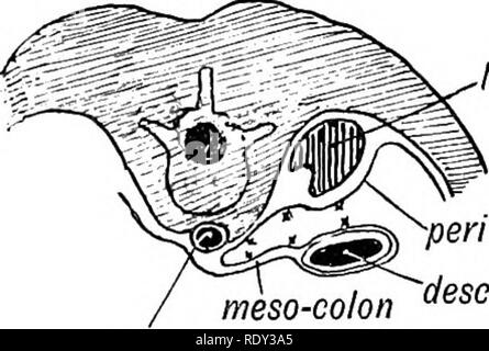. Embriologia umana e morfologia. Embriologia umana; la morfologia. uctsct intest. dieci. pre-art. mesent. ileo-col. arte, post. art. mesent. Il Meckel diuert. A.. rene sinistro ^periton. ,IesoZlon^desc- co,o&GT; ab. aorta B. Fig. 223 X-il mesenterio di hind-gut. La posizione assunta dal colon dopo la rotazione dell'intestino ha avuto luogo. Fig. 223 B.-diagramma per mostrare come la discesa meso-colon diventa applicata al peritoneo parietale di sinistra la regione lombare. Il Intersigmoid. Fossa.-La flessura sigmoidea, dopo la rotazione dell'intestino, forma un anello con la convessità rivolta verso il Foto Stock