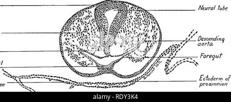 . Un manuale di laboratorio e libro di testo di embriologia. Embriologia. Embrione di sette segmenti 53 dell'embrione. Il sistema vascolare in modo primitivo è un sistema accoppiato, cuore derivanti come un doppio tubo con due vene di entrare e di due arterie lasciando. Origine dei vasi sanguigni e del sangue.âWe hanno visto che nella zona opaca una rete di vasi sanguigni e del sangue-isole sono differenziate come la angioblast. Questo tessuto dà luogo a tutti della primitiva vasi sanguigni e cellule del sangue e probabilmente è derivato dal mesoderma splancnico. Le navi derivano in primo luogo come masse reticolare di celle, la così chiamata Foto Stock