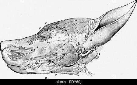 . L'anatomia di animali domestici . Anatomia Veterinaria. 852 il sistema nervoso del cane per la arteria carotide comune. I due nervi separare dopo aver immesso il torace (Figg. 613, 614). Il diritto vagus attraversa obliquamente sopra la faccia di destra della trachea e divide una breve distanza dietro la biforcazione di quest'ultima nella dorsale e ventrale di rami. Sinistra vagus attraversa la superficie laterale dell'arco aortico e divide allo stesso modo. Dall'unione della dorsale e ventrale di divisioni dei due nervi sono formate dorsale e ventrale trunk esofagea. La dorsale tnink concorda con b Foto Stock