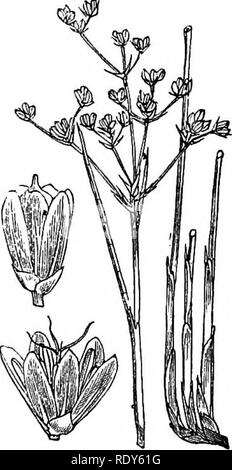 . Le illustrazioni della flora britannica: una serie di incisioni in legno, con le dissezioni, britannica di piante. La botanica; Botanica. 259. Si prega di notare che queste immagini vengono estratte dalla pagina sottoposta a scansione di immagini che possono essere state migliorate digitalmente per la leggibilità - Colorazione e aspetto di queste illustrazioni potrebbero non perfettamente assomigliano al lavoro originale. Fitch, W. H. (Walter Hood), 1817-1892; Smith, Worthington George, 1835-1917; Bentham, George, 1800-1884. Handbook of British flora. Londra, L. Reeve &AMP; Co. Foto Stock