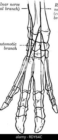 . L'anatomia di animali domestici . Anatomia Veterinaria. Il sistema nervoso del maiale 845 il nervo lacrimale è simile a quella del cavallo, il frontale che del bue. Il naso-nervo ciliare è relativamente grande e invia numerosi filamenti per la muscolatura oculare. Il nervo mascellare ha un corso molto breve nel pterygo-palatino fossa. Il nervo infraorbital è grande in correlazione con lo sviluppo del muso, che riceve numerose filiali. Il nervo mandibolare emerge attraverso il foramen lacerum anterius. Il superficiale del nervo temporale è piccolo; secondo Moussu fornisce la Foto Stock