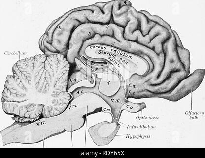 . L'anatomia di animali domestici . Anatomia Veterinaria. 838 il sistema nervoso del bue 11. Corto variabile e fessure si verificano davanti e dietro il ramo centrale della fessura laterale (F. ectosylvia anteriore, posteriore). Il bulbo olfattivo è molto minore che nel cavallo. Il laterale stria olfattiva è grande, quello mediale piccolo e non ben distinte. I nervi cranici hanno in generale la stessa origine superficiale come nel cavallo. Le più importanti differenze sotto altri aspetti sono come segue: il nervo oculomotor è maggiore nel cavallo. Emerge con il quarto, sesto, ophthal Foto Stock