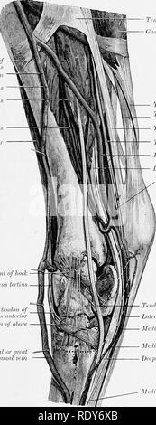 . L'anatomia di animali domestici . Anatomia Veterinaria. Posteriore arteria tibiale 677 laterali arteria tarsale (A. tarsea lateralis) passa verso l'esterno fra la tibia e il flessore profondo della cifra e viene distribuito sulla superficie esterna del garretto. Inserimento tibiale di -^ sctiiikndiiMSUS vena safena flessore Poplitcits dig. longus tibiale posteriore lungo resscls estensori legamento mediale del garretto Peroneus tertius mediale del tendine anteriore tibiale Contorno di bursa di sopra Meelial o grande vena metatarsale. Tendine del tendine semitendinoso gastrocnemio mediale (testa) tendine del tendine gastrocnemio o Foto Stock