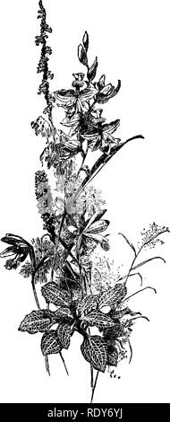 . Le famiglie di piante in fiore. Piante; fanerogame. Da â¢â BecreaHon. In Botanica."âCooyriglll, 1898, da HnrpfiT un BrothBrs Fig. 56.âa gruppo di nativi orohias.. Si prega di notare che queste immagini vengono estratte dalla pagina sottoposta a scansione di immagini che possono essere state migliorate digitalmente per la leggibilità - Colorazione e aspetto di queste illustrazioni potrebbero non perfettamente assomigliano al lavoro originale. Pollard, Charles Louis, 1872-. Washington, D. C. , il mondo della pianta di Co Foto Stock