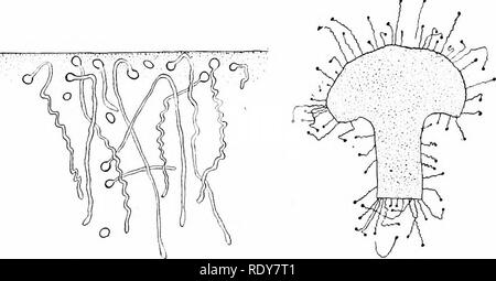 . La botanica della pianta vivente. La botanica. A B A = Polline di chicchi di mais (Increspatura Agrostemma) che mostra numerose possibili punti di origine per il polline-tubi, ma un solo tubo che penetra in una volta sola una cella papillar della stigmatizzazione. B : una condizione sinular in Malva (Malva), ma qui numerosi piccoli tubi sono formate per attacco, (^d opo Strasburger.) ( x 120.) con la cella umida-wahs, mostra che essi sono anche positivamente idro- tropico (p. 128). Questi tre fattori sono efficaci nel decidere il /. Fig. 213, a. I granelli di polline germinato in un mezzo nutriente, sotto un coperchio glasi, il cui margine è s Foto Stock