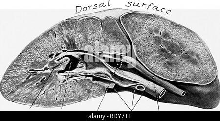 . L'anatomia di animali domestici . Anatomia Veterinaria. 558 L'ORGANI URINARIA DEL CAVALLO Chauveau dà come una media di 750 grammi per il rene destro e 710 grammi per la sinistra. Ellenberger e Baum (24 casi) dare il rene destro come variabile tra 430 e 840 grammi e la sinistra tra 42o e 7S0; si tratta di una media di 635 grammi (circa 22 J 2 once) per il rene destro e 602.5 grammi (circa 21}^ oimces) per la sinistra. Essi danno il rapporto del peso di entrambi i reni al corpo-peso come 1: 255-344. In un Percheron mare del peso di circa 2000 libbre il rene destro pesati 4 pou Foto Stock