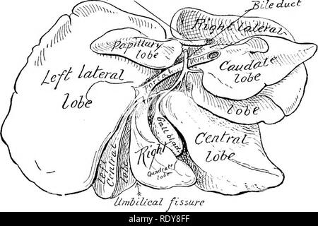 . L'anatomia di animali domestici . Anatomia Veterinaria. Il fegato 503 primo coccygeal vertebre e lo sfintere externus ani. I riavvolgitori, insieme con il coccygei, formano una sorta di diaframma pelvico, analoga a quella dell'uomo. Il fegato il fegato è relativamente grande, la pesatura di solito circa il 3 per cento del corpo- peso. Esso è diviso in cinque lobi capo da fessure che convergono verso la fessura del portale. Quando la ghiandola è ex- amined nella condizione morbida poit.i/enacai/a. i lobi possono essere ripartite in modo da essere tutte visibili (Fig. 444), ma quando l'organo è duro- ulteriormente rafforzata in situ i lobi Foto Stock