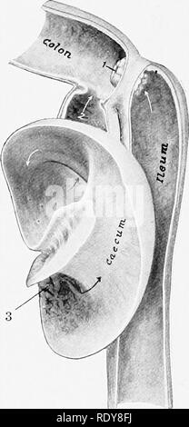 . L'anatomia di animali domestici . Anatomia Veterinaria. 502 sistema digestivo del cane l'intestino crasso è due a due piedi e mezzo (ca. 60 a 75 cm.) a lungo in media. La sua cahber è circa uguale a quella del piccolo intestino ed essa non ha né fasce longitudinali né sacculations. Il caectim medie di circa cinque o sei pollici (ca. 12.5-15 cm.) in lunghezza ed è flexuous (Fig. 442). Le flessioni sono mantenute dal peritoneo, che attribuisce anche all'ileo. Si trova di solito circa a metà strada tra il fianco destro e il piano mediano ventrale, il duodeno ed il righ Foto Stock