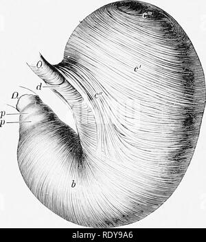 . L'anatomia di animali domestici . Anatomia Veterinaria. 416 SISTEMA DIGESTIVO DEL CAVALLO dente, e il grande omento. I confini tra queste superfici sono denominate le curvature. La minore curvatura (curvatura ventricuU mmo) è molto breve, che si estende dalla cessazione dell'esofago all'junc- zione con il piccolo intestino. Quando lo stomaco è in situ, le sue pareti sono qui in contatto e il cardias e piloro chiudere insieme."â la maggiore curvatura (cur- vatura ventriculi major) è molto ampia. Dal cardia è prima diretto dorsalmente e curve sulla sinistra extr Foto Stock