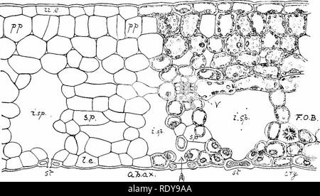 . La botanica della pianta vivente. La botanica. 62 botanica della pianta vivente essere visto nella foglia ot la Aspen, o come illustrato più nel dettaglio il ligustro (Fig. 45). La superficie superiore è coperta da uno strato continuo di epidermide, composta da cellule oblunghe con la loro parete esterna ispessita e cuticu- larised. La superficie inferiore è similmente coperto da epidermide, ma le cellule sono meno regolari, mentre la loro continuità è qui e là interrotta da pori (stomata), che consentono la comunicazione tra l'aria esterna e gli spazi intercellulari all'interno. Tra questi due strati epidermici Ue il tessuto delle PMI Foto Stock