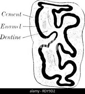 . L'anatomia di animali domestici . Anatomia Veterinaria. Fig. 345.-Froxtai. Sectiox della guancia inferiore dente del cavallo. C, polpa cavità, Infundibulum riempiti con cemento. Fig 346.-CK(i.ss-.SEfTroN della guancia inferiore dente del cavallo. Superficie buccale a sinistra. Anche simili, ma le porzioni di embedded divergono ancora di più, con l'eccezione della prima e della seconda. L'asse lungo del primo è verticale; il resto sporgono verso il basso e indietro in un aumentando gradualmente l'obliquità. La buc- cal superficie presenta un solco longitudinale; l'ultimo molare ha un' secondarj dovrà- solco inferiore in aggiunta. Il surf linguale Foto Stock