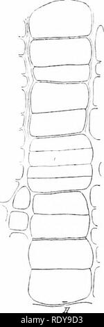 . La botanica della pianta vivente. La botanica. 48 botanica della pianta vivente fascicolare e quelli tra di loro inter-cambio fascicolare [ossia Fig. 25). In fusti di legno in cui i trefoli sono strettamente raggruppate, questa distinzione non è così ovvio. Il cambio è riconosciuto dalla ripetuta divisione della sua parete sottile, cellule mediante pareti tangenziale in modo che file radiali di cellule ^^re prodotta. Come non vi è alcun limite per le ripetute le divisioni, un grande aumento dei tessuti possono essere il risultato. La prova più chiara della divisione è al centro di ogni rovv radiale', ed è stato concluso da un attento. Si prega di notare Foto Stock