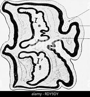 . L'anatomia di animali domestici . Anatomia Veterinaria. Tetto canal Fig. 34.3.-Froxtal Sezione della guancia superiore dente del cavallo. C. C, polpa di cavità. Infundibulum riempiti con cemento.. Fig. 344.-Sezione di guancia superiore dente del cavallo. Boccale superficie (laterale) a sinistra. J, anteriore, /', posteriore infundib- ulum, sia quasi riempiti con cemento. ilia. Le parti esposte delle corone sono normalmente in stretto contatto, formando una fila continua che è leggermente arcuata con la convessità verso la guancia. Parti incorporate divergono nel modo illustrato nelle figure allegate (Figg. 342, 347). In tal modo Foto Stock