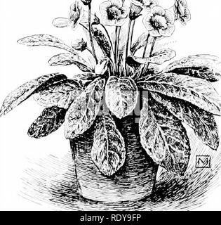 . Il principiante giardino del libro; un libro di testo per la superiore qualità di grammatica. Il giardinaggio. 142 BEGINNER'S GARDEN PRENOTA di carbone nel suolo e con il materiale di drenaggio mescolare pezzi più grandi. Successivamente, le piante devono essere annaffiate secondo la loro stagione. Quando essi sono la fioritura, acqua liberamente; quando essi non sono (che poi sono dette per essere appoggiato), dare molto meno. Remember, anche a guardare le piante su molto giorni soleggiati. Attraverso la win- ter sun flussi in windows quasi direttamente sulle piante, e in '. primavera e autunno è spesso particolarmente caldo. Non lasciate che le piante asciuga troppo. Sul conto Foto Stock