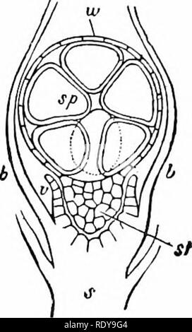 . Vita vegetale, considerato con particolari riferimenti alla forma e funzione. La fisiologia vegetale. 220, Fig. 221. Fig. 220.-sezione longitudinale di tlie sporangium semplice di uno stampo {lihicor). L'antenna ife. h, ha ripartito off una cella, .f. entro cui le spore sono prodotte. Le pareti di questo sporangium sono intessute con ago cristalli di ossalato calciiun. Il par- tition sporge lontano nell'estremità cell. 2 ingrandita(jo diam.-Dopo il Kerner, FlG. 221.-sezione longitudinale dello stelo, s, di un muschio gametofito, portanti foglie, d. Annegata nello stelo è lo sporofito, costituito da una levetta, st, e co Foto Stock