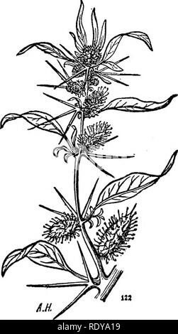 . Un manuale di piante velenose, principalmente nel Nord America orientale, con brevi note su economico e piante medicinali e numerose illustrazioni. Piante velenose. 768 manuale delle piante velenose distribuzione. Comune nei motivi di rifiuti da Ontario in Missouri e Texas a Florida. Nativo del vecchio mondo.. Fig. 445. spinosum). Spinosa da coagulo di bur {Xanthium dopo Hochstein. Xanthium Strumarium 1. Un basso, ruvida, annuale di derivazione da 1-2 piedi alto; foglie sottili, petioled, ampiamente ovate o orbicular, 3-S-lobata, entrambe le superfici ruvide; bur oblungo, liscia o quasi, con due rettilineo o quasi rettilineo Foto Stock