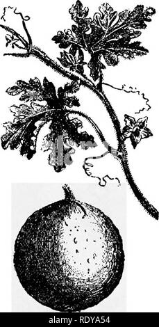 . Un manuale di piante velenose, principalmente nel Nord America orientale, con brevi note su economico e piante medicinali e numerose illustrazioni. Piante velenose. 750 manuale delle piante velenose CgjHj^^O^g. La pianta è intensamente amaro. Il panno o la spugna gourd {Luffa aegyptiaca), nativo di Egitto, produce una frutta di un piede o più lungo, riempita con una fibra spugnosa, che quando la parte esterna viene rimossa è usato per strofinare la pelle, e per molti altri usi domestici. I frutti di molte piante della famiglia sono di natura economica. Il nara (Acanthosicyos horrida) in Angola meridionale è usato come cibo e ha Foto Stock