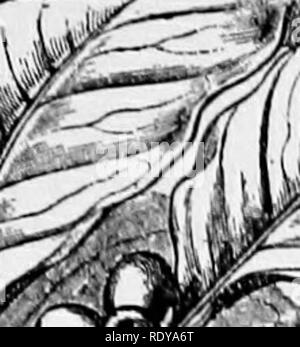 . Un manuale di piante velenose, principalmente nel Nord America orientale, con brevi note su economico e piante medicinali e numerose illustrazioni. Piante velenose. Fig. 433. Coffee-impianto (Coifea arabica). La fruttificazione filiale. Furnisliine il cof- tassa berry di commercio. (Dopo Faguet). 0 ts ^r-lSF ^. Si prega di notare che queste immagini vengono estratte dalla pagina sottoposta a scansione di immagini che possono essere state migliorate digitalmente per la leggibilità - Colorazione e aspetto di queste illustrazioni potrebbero non perfettamente assomigliano al lavoro originale. Pammel, L. H. (Louis Hermann), 1862-1931. Cedar Rapids, Ia. , la torcia premere Foto Stock