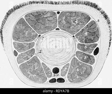 . L'anatomia di animali domestici . Anatomia Veterinaria. 280 FASCI.E E I MUSCOLI DEL CAVALLO. Fig. 271.-sezione di coda di cavallo. 1, 2, i rami laterali di coccygeal reaaels e nervo; 3, mid- dle coccygeal arteria; 4, sacro-coccygeus dorsalis; 4', sacro-coccy- geus lateralis; 5, 5', iatertransveraales; 6, sacro-coccygeus ven- tralis; 7 recto-coccygeus; 8, scudo coccygeal; 9, fibro-cartilagine tra il quarto e il quinto coccygeal vertebrse. Le vene sono blaclt. Origine.-La superficie pelvica del sacro-hgament sciatico vicino alla colonna vertebrale ischiatiche. Inserimento.-i primi quattro vertebra coccigea Foto Stock