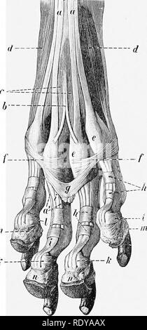 . L'anatomia di animali domestici . Anatomia Veterinaria. lll-JSf H- Fig. 258.-legamenti axd Texdoxs di cifre di maiale; vista VoLAB. Un, superficiale tendine flessore; 6, profondo tendine flessore; h', rami di h a cifre accessorio; c, c', legamenti anulare; d-d'", legamenti di accessorio cifre; f, crociato legamenti interdigitati; /, f, il nastro spiroidale intorno i tendini flessori dell'accessorio cifre; ff, abductor accessorio di cifra. (Ellen- berger-Baum, Anat. d. Haustiere.) Fig. 259.-legamenti ax-^p tendini delle cifre del cane, arto posteriore; 'olae vista. a, à, superficiale tendine flessore; &AMP;, tendine Foto Stock