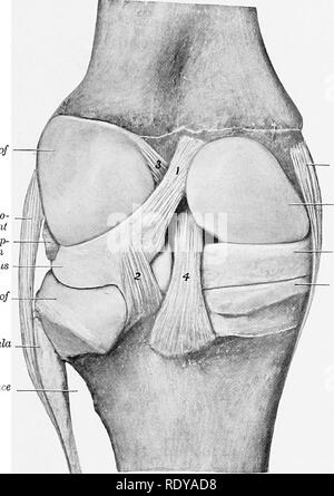. L'anatomia di animali domestici . Anatomia Veterinaria. Condilo ...