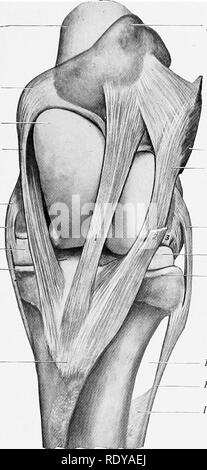. L'anatomia di animali domestici . Anatomia Veterinaria. La soffochi il giunto 233 mezzo pollice di larghezza, e giace sotto la stretta zona articolare che collega il trochlea e condilo mediale. La comunicazione laterale avviene in 18 al 25 per cento dei casi, secondo Baum; in rari casi è maggiore di quella interna. È istruttivo per distendere la capsula e ottenere così un'idea del suo potenziale di capacità e relazioni (Fig. 246). Legamenti.âThe femoro-rotulea legamenti, laterale e mediale (Lig. femoro- fibulare patellare, tibiale), sono due bande sottili che rafforzano la capsula su entrambi i Foto Stock
