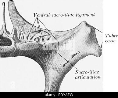 . L'anatomia di animali domestici . Anatomia Veterinaria. Le articolazioni dell'arto pelvico 229 ulnare, radiale), sono brevi, strong bande che sono attaccati al di sopra nelle depressioni su entrambi i lati della parte inferiore della seconda falange, sotto la copertura della cartilagine della terza falange. Si allargano al di sotto e alla fine nelle depressioni su entrambi i lati del processo di estensori e sulla estremità anteriore delle cartilagini. Il materiale collaterale o sesamoidean navicular sospensivo legamenti, mediale e laterale (Lig. sesamoideum coUaterale ulnare, radiale),^ sono forti, alquanto elastico bande che costituiscono un modo Foto Stock
