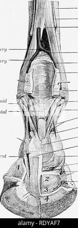 . L'anatomia di animali domestici . Anatomia Veterinaria. 226 delle articolazioni del HOESB notevole elasticità ed è altamente modificata interosseous medius muscolo. Esso è costituito principalmente di tessuto tendineo, ma contiene una quantità variabile di strisce di mus- cular tessuto, soprattutto nella sua parte profonda e in soggetti giovani. Il suo principale func- zione è di sostenere la fetlock, cioè per impedire una eccessiva flessione dorsale del giunto quando il peso viene messo sull'arto. I rami che uniscono il comune exten- sor tendine del palmare per limitare la flessione delle articolazioni interfalangeo in determinate fasi di spostare- Foto Stock