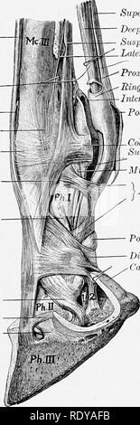 . L'anatomia di animali domestici . Anatomia Veterinaria. I legamenti SESAMOIDEAN 225 ulnare et radiale), sorgere sulla superficie abaxial di ciascun osso sesamoide, passare avanti e dividere in due rami, uno dei quali termina nella depressione sull'estremità distale delle grandi ossa metacarpali e l'altro all'eminenza sull'estremità prossimale della prima falange. Essi sono parzialmente coperti dai rami dei provvedimenti sospensivi o superior sesamoidean legamento. Il legamento sospensivo o interosseous tendine (Tendo interosseus)ho risiede in gran parte nella scanalatura metacarpali, dove si ha la forma di una vasta, thi Foto Stock