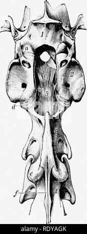 . L'anatomia di animali domestici . Anatomia Veterinaria. 214 LE ARTICOLAZIONI DEL CAVALLO vaded mediante il processo di ossificazione precoce, in modo che il consolidamento del sacro è di solito è completo, o quasi, in corrispondenza di tre anni. Il coccygeal vertebre sono uniti da relativamente spessa intervertebrale di fibro-cartil- età, che hanno la forma di dischi biconcava. Legamenti speciali non sono presenti, ma vi è una guaina continua di tessuto fibroso. Il movimento in questa regione è exten- sive e variata. In vecchi cavalli la prima vertebra coccigea è spesso fusa con il sacro. Movimenti del VERTEB Foto Stock