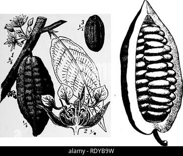 . Un manuale di piante velenose, principalmente nel Nord America orientale, con brevi note su economico e piante medicinali e numerose illustrazioni. Piante velenose. MALVACEAE 623. Kg. 351. Albero di cacao Cacao iThecbroma'). 1. Il ramo con fiori e frutta. 2, fiore cat attraverso longitudinalmente. 3. Seme. 4. Frutta con una porzione di pericarpo re- moTed. I fagioli sono ben noti gli articoli di commercio. (Dopo Wossidlo). viene coltivato per la sua fibra. Le fibre di cotone sono peli vegetali provenienti frotn il seme. In semi di cotone è utilizzato per la produzione di un olio che serve al posto dell'olio di oliva e di semi di cotone pasto, il latt Foto Stock