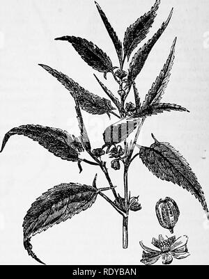 . Un manuale di piante velenose, principalmente nel Nord America orientale, con brevi note su economico e piante medicinali e numerose illustrazioni. Piante velenose. 622 manuale delle piante velenose. Fig. 3S0. Impianto di iuta (Corchcnis capsularis). Una fibra preziosa pianta dalle Indie Orientali. (Da American agricoltore.) olio è fabbricato da Sterculia foetida. Il Abroma augusta produce una fibra fine. Per la famiglia Elaeocarpaceae dello stesso ordine appartiene la Echinocarpvs Sigun, una pianta velenosa che contiene acido cianidrico. Alcuni membri di questa famiglia sono piante economico. La frutta maqui è Foto Stock