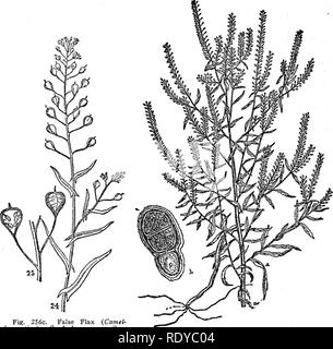 . Un manuale di piante velenose, principalmente nel Nord America orientale, con brevi note su economico e piante medicinali e numerose illustrazioni. Piante velenose. 494 manuale delle piante velenose. Fig. 256c. Falso Lino {Cainel- ina sativa). Le sementi diventano mucilag- inous per aggiunta di acqua. (Dopo Hochstein). Fig. 257. Piccolo pepe-erba apetalum iLepidium). Cause sinapism, (Charlotte M. Re.) Lepidium virginicum L. grandi erba Pepe Pod circolare o ovale con una piccola tacca in corrispondenza della estremità superiore; semi marrone chiaro, di forma allungata, con una nervatura sporgente su un lato, sull'aggiunta di acqua diventano Foto Stock