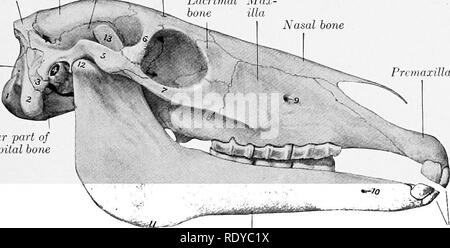 . L'anatomia di animali domestici . Anatomia Veterinaria. Seni paranasali 85 superior seno mascellare, è inoltre attraversato dal canale infraorbital, oltre la quale si apre liberamente in seno sphenopalatine. Esso comunica dorsalmente con seno frontale attraverso il grande ovale fronto-apertura mascellare, situato al livello dell'osso canale lacrimale e la parte corrispondente della parete mediale dell'orbita; l'orifizio è comunemente circa uno e mezzo a due pollici (ca. Da 4 a 5 cm.) lungo e un pollice o più (da 2 a 3 cm) di larghezza. Proprio di fronte a questo, e coperta da una piastra sottile, è il Foto Stock