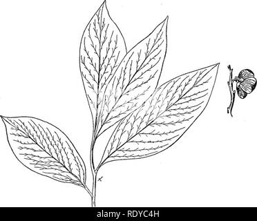 . Un manuale di piante velenose, principalmente nel Nord America orientale, con brevi note su economico e piante medicinali e numerose illustrazioni. Piante velenose. 476 manuale delle piante velenose distribuzione. Nel ricco suolo, North Carolina alla Georgia, Alabama e Missis- sippi, coltivati in Missouri, a nord per il centro di Iowa. Proprietà velenose. Questa pianta contiene diversi alcaloidi tra di loro calycanthin. Chesnut dice: La grande semi oleosi del calycanthus, o dolce-arbusto profumato sono fortemente la fama di essere velenoso per i bovini in Tennessee. Anonaceae. Papaw o crema pasticcera famiglia Apple di alberi o shru Foto Stock