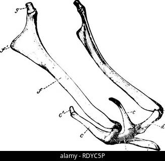. L'anatomia di animali domestici . Anatomia Veterinaria. 72 lo scheletro del cavallo disco articolare. La parte sotto il condilo ucually è denominato il collo della mandibola (Collum mandibulse); sulla sua antero-parte mediale è una depressione, la fovea pterygoidea, in cui il laterale del muscolo pterygoid è allegata. Al centro della parte verticale del ramus consiste in larga misura di una singola piastra di sostanza compatto che può essere così sottile in luoghi come ad essere traslucida. Sviluppo.-La mandibola si sviluppa da due principali centri della connes- tivo di tessuto che ricopre le coppie di Meckel dell'auto Foto Stock