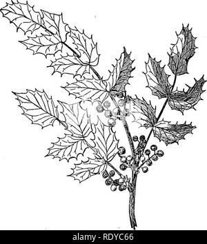 . Un manuale di piante velenose, principalmente nel Nord America orientale, con brevi note su economico e piante medicinali e numerose illustrazioni. Piante velenose. 472 manuale delle piante velenose Berberis repens Lindl. Mahonia di tallonamento. Un liscio, finale arbusto, 1-4 m. alto, lascia petioled, pinnate; depliant 3-7, ovali, acuti; fiori diversi in un racemo, giallo; persistente brattee; frutta globose, viola bluastro. La distribuzione. Da Western Nebraska in Arizona e British Columbia, a nord-ovest della costa del Pacifico da Washington alla California. Berberis Aquifolium Pursh. Oregon uva. Un arbusto basso 2-10 fe Foto Stock