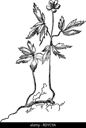. Un manuale di piante velenose, principalmente nel Nord America orientale, con brevi note su economico e piante medicinali e numerose illustrazioni. Piante velenose. SPERMATOPHYTA-RANUNCULACEAE 455 parte di essa e il resto dell'alcool aggiunto. Dopo accurata miscela, il tutto viene lasciato a riposo a otto giorni in bottiglia ermetica. La tintura così preparato, dopo la deformazione e filtraggio, dovrebbe avere una luce, Seal-marrone colore di luce trasmessa, un acre sapore aspro e decisamente di reazione acida. Dott.ssa bianco nel suo dermatite Venenata richiama l attenzione per l'irritante por- perties di t Foto Stock